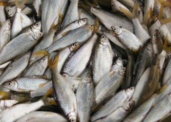 DKP Sumut Awasi Penangkapan Ikan Pora-pora di Danau Toba