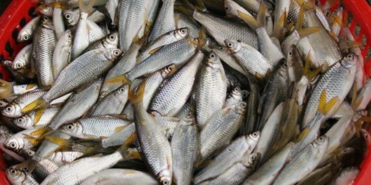 DKP Sumut Awasi Penangkapan Ikan Pora-pora di Danau Toba