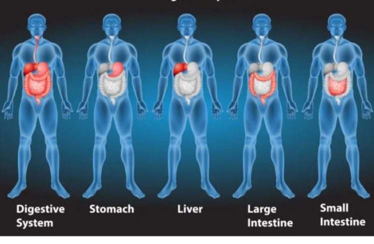 Anatomi Tubuh Manusia Menurut Ibn Sina