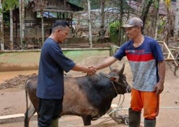 Warga Terdampak Bencana Bersyukur Terima Bantuan Sapi dari Pemprov Sumut