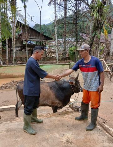 Warga Terdampak Bencana Bersyukur Terima Bantuan Sapi dari Pemprov Sumut