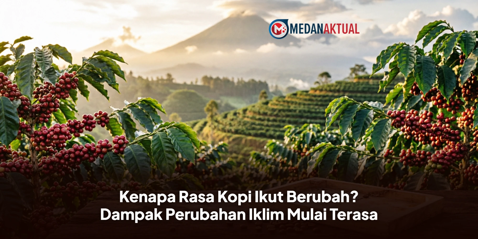 Kenapa Rasa Kopi Ikut Berubah? Dampak Perubahan Iklim Mulai Terasa